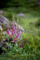 Digitale pourpre fleur sauvage altitude - nature biodiversité