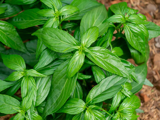 Close up of Kariyat leaves or The Creat plant.