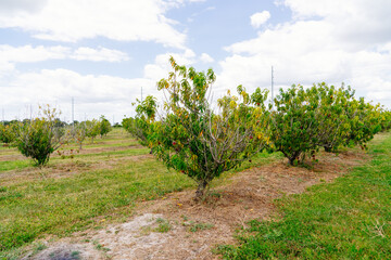 Fototapeta na wymiar Peach Harvest in a modern peach farm in USA