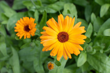 Gelb orange blühende Ringelblume