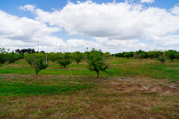 Peach tree in a modern peach farm in USA	