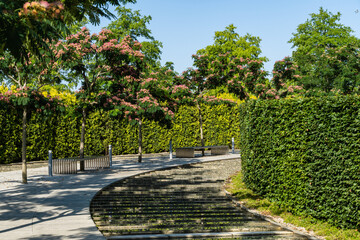 Persian silk tree (Albizia julibrissin) with pink fluffy flowers near artificial fast river. Japanese acacia or pink silk tree of family Fabaceae along evergreen hedge in Krasnodar Park. Galitsky Park