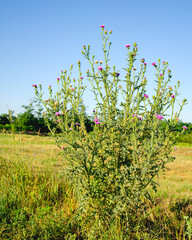 Blooming burdock bush with lilac flowers against the blue sky and green grass.