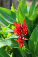 Canna, red canna flowers, flower