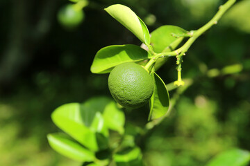 watson pomelo, mandarin, tangerine, Citrus natsudaidai Hayata