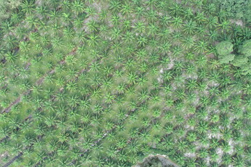 Arial view of palm agricultural