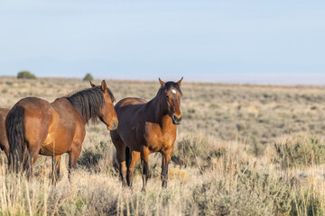 Fototapeta premium Wild Horses in the Utah Desert