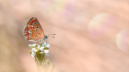 One butterfly (Brown Argus) roosting on a inflorescence, close-up macro side view with a blurred background. Lens flares on blurred fairytale wild meadow background. Selective soft focus.