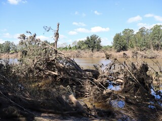 Fallen and ripped out trees alongside the Hawkesbury River after recent record floods. Sunny autumn day after water levels had receeded.