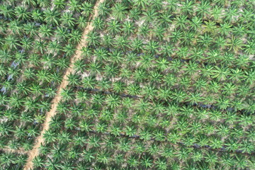 Arial view of palm agricultural