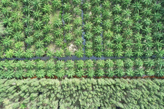 Arial view of palm agricultural