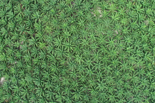 Arial view of palm agricultural