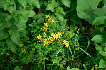 St. John's wort bush surrounded by mint, close-up