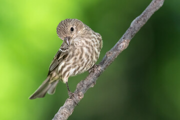 House Finch Perched on a Tree Branch