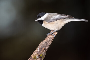 Obraz premium Carolina Chickadee Perched Delicately on a Slender Branch
