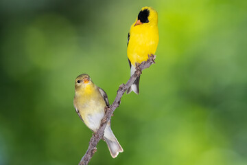 Pair of American Goldfinch Perched in a Tree