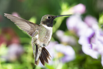 Fototapeta na wymiar Black-Chinned Hummingbird Searching for Nectar Among the Violet Flowers