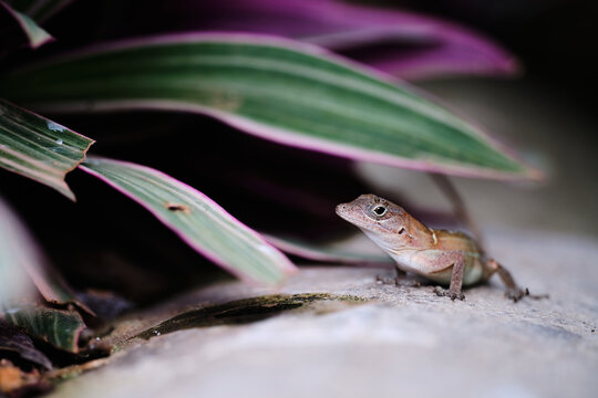 Dominican Anole Lizard