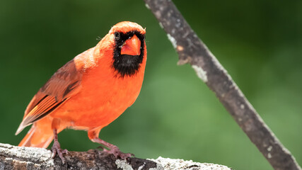 Alert Northern Cardinal Perched in a Tree