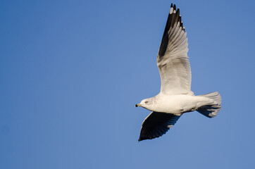 Ring-Billed Gull Flying in a Blue Sky