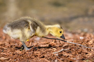 Newborn Gosling Learning to Search for Food
