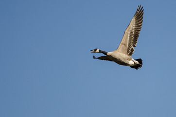 Fototapeta na wymiar Lone Canada Goose Calling as it Flies in a Blue Sky