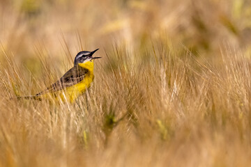 Yellowhammer singing in barley field