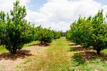 Fototapeta na wymiar Peach Harvest in a modern peach farm in USA