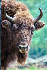 Wisent ( Bos bonasus ).