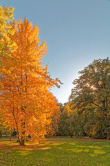 Fototapeta premium Colorful autumn in the park.