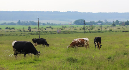 Cows graze on the pasture on a summer day in the countryside