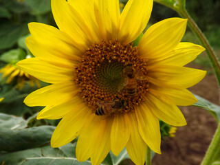 Fiore di girasole e 2 api. Sunflower