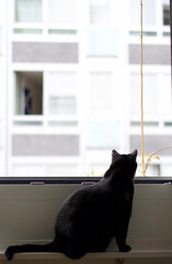 Black cat looking out the window