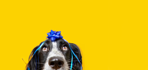 Banner birthday puppy dog present looking up, covered with a blue ribbon and garlands on yellow...