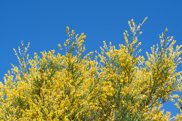 Background of yellow flowers and blue sky outdoors in spring and summer