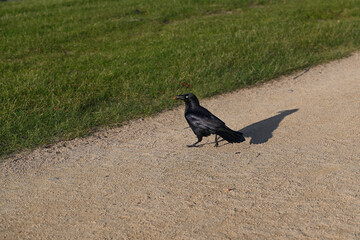 A little raven walking across an unsealed pathway while carrying a palm tree seed in its beak, in bright sunlight