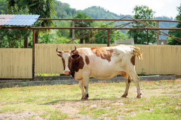 Fototapeta na wymiar cow walking in the village