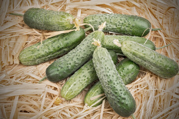 cucumber
