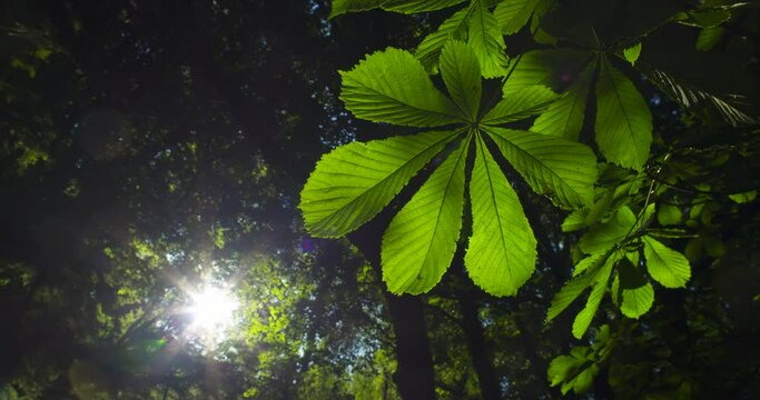 Horse Chestnut palmate leaf setting sun lens flares green forest Ireland