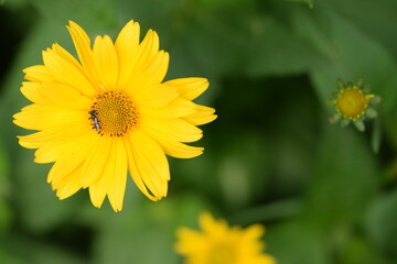 Heliopsis yellow flower on green bokeh background. flower background with space for text.