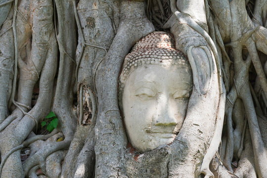 Head of buddha image in tree roots at wat mahathat temple, Thailand.