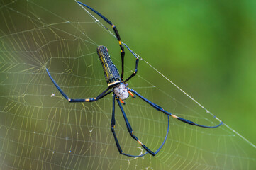 spider on a web