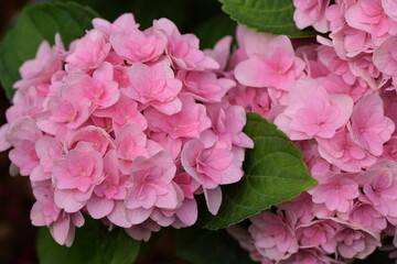 Hydrangea Florentina pink flowers closeup.