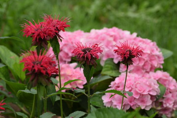 Pink Florentina hydrangeas and monarda flowers in summer garden. 