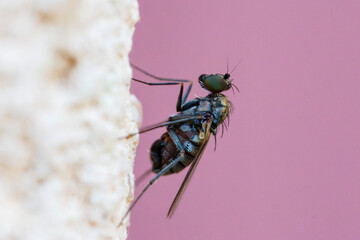 Longlegged Fly Medetera Dolichopodidae in close view