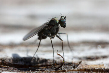 Longlegged Fly Medetera Dolichopodidae in close view