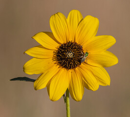 yellow sunflower close up