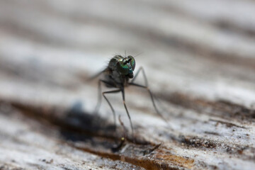 Longlegged Fly Medetera Dolichopodidae in close view