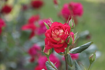Beautiful red roses on background of garden or park foliage