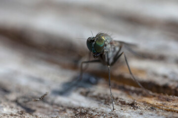 Longlegged Fly Medetera Dolichopodidae in close view